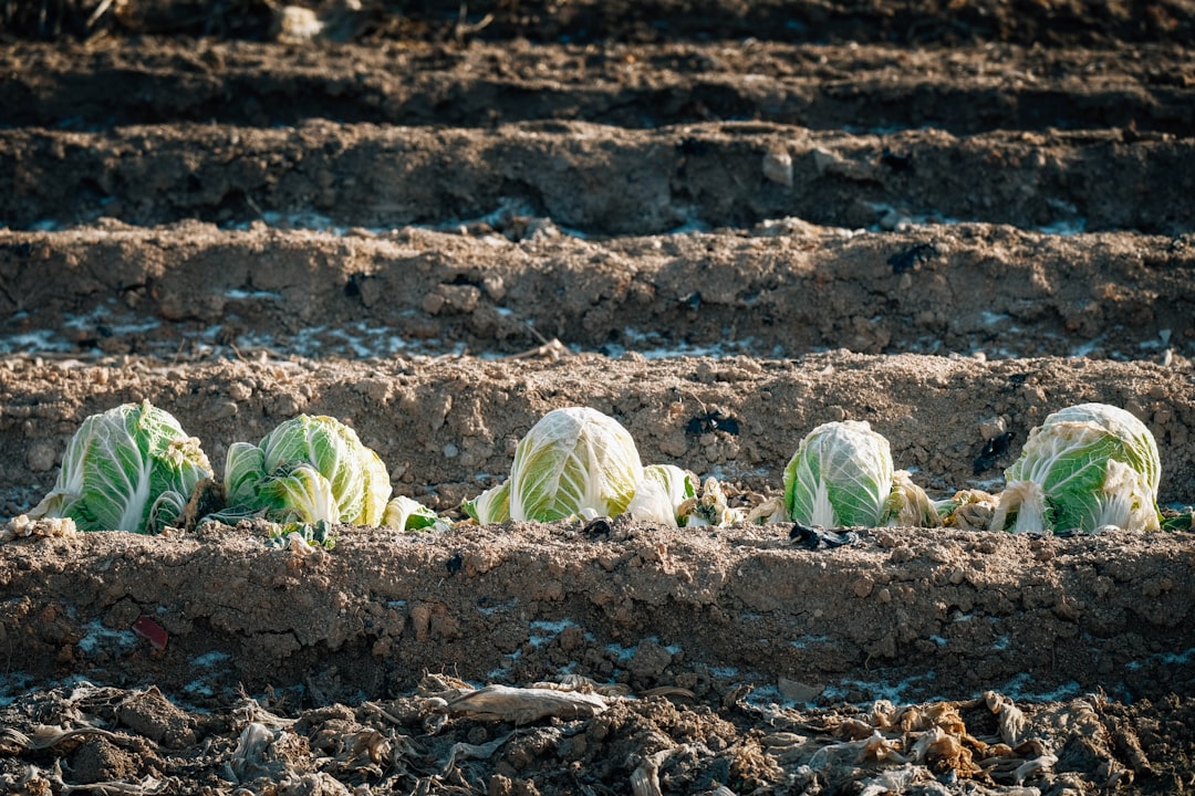 Food & Agriculture